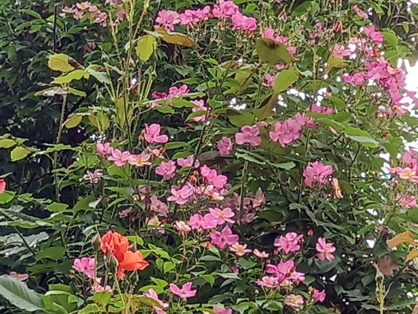  - Grădina 2021 continuare 2