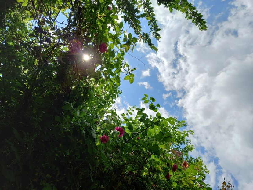  - Grădina 2021 continuare 2