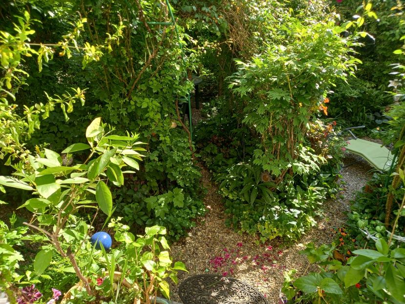  - Grădina 2021 continuare 2