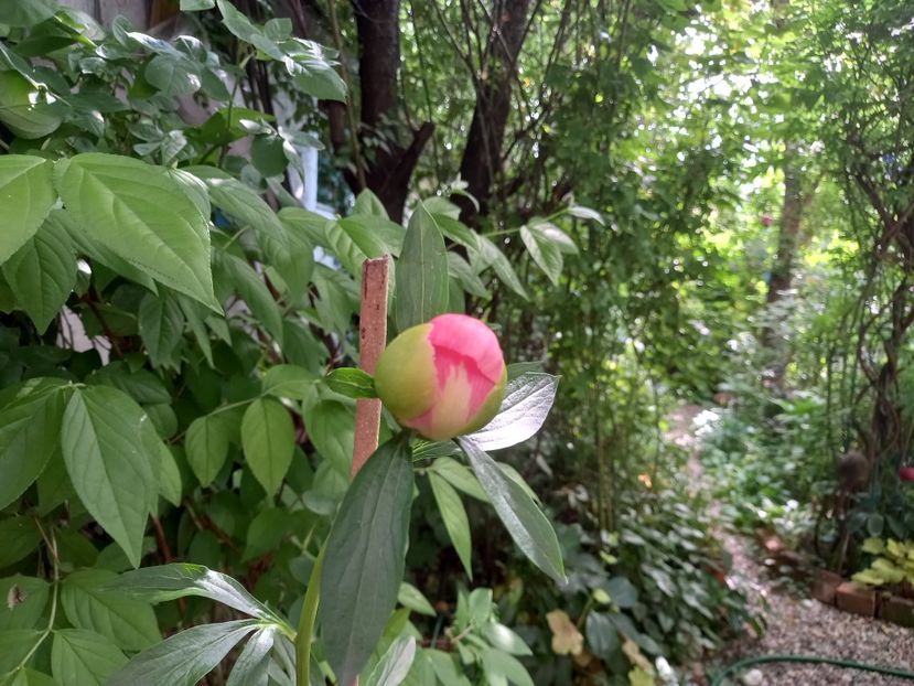  - Grădina 2021 continuare 2