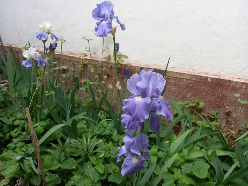  - Grădina 2021 continuare 2