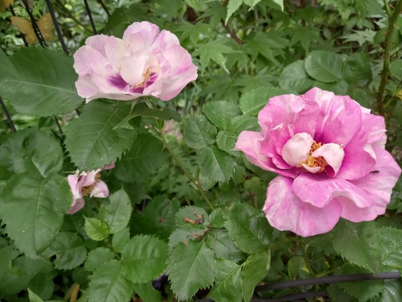  - Grădina 2021 continuare 2