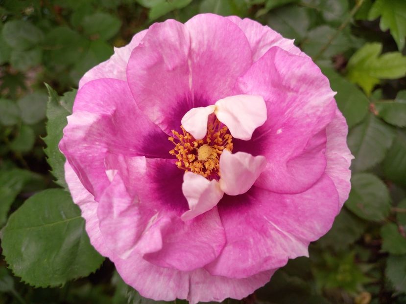  - Grădina 2021 continuare 2