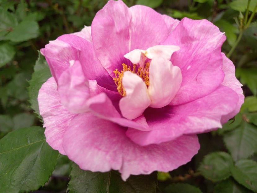  - Grădina 2021 continuare 2