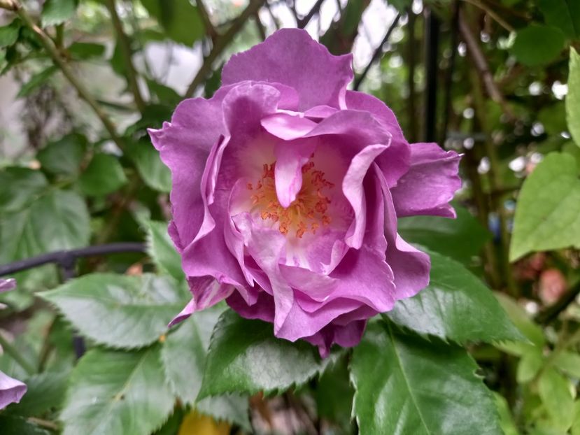  - Grădina 2021 continuare 2