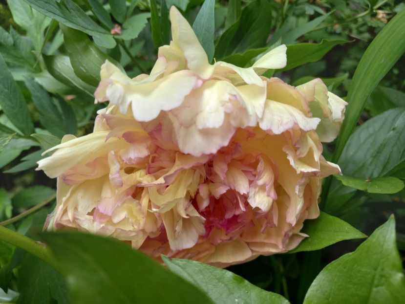  - Grădina 2021 continuare 2