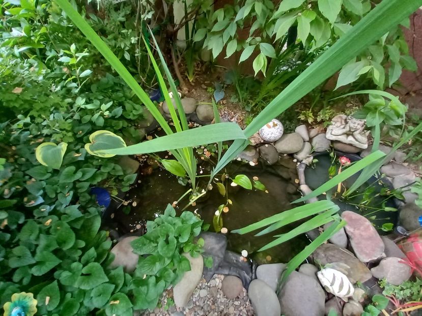  - Grădina 2021 continuare 2