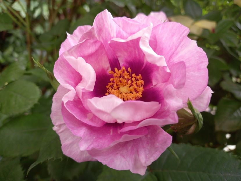  - Grădina 2021 continuare 2