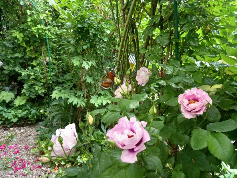  - Grădina 2021 continuare 2