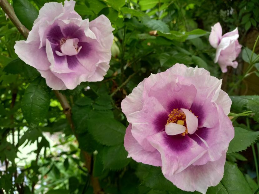  - Grădina 2021 continuare 2