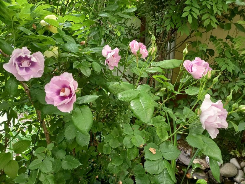  - Grădina 2021 continuare 2