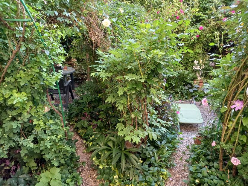  - Grădina 2021 continuare 2