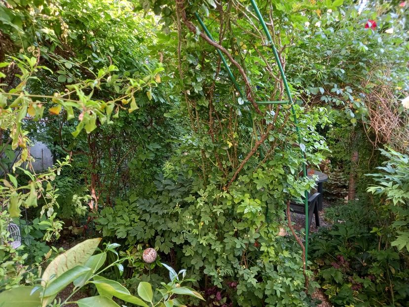  - Grădina 2021 continuare 2