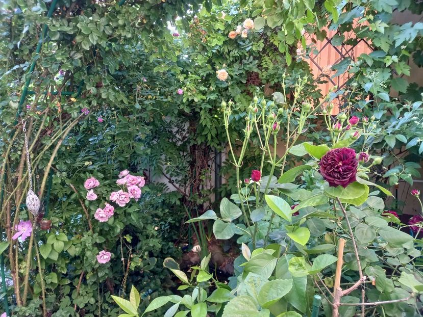  - Grădina 2021 continuare 2