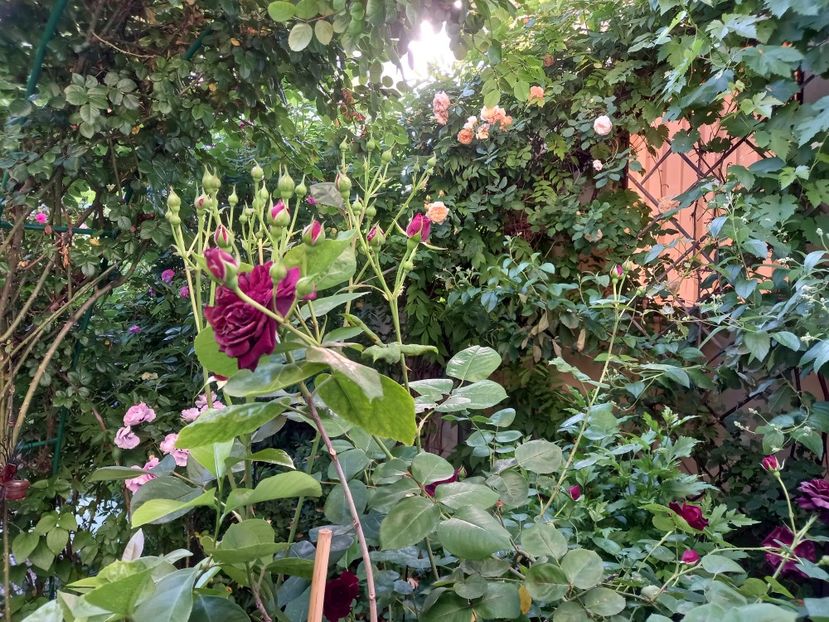  - Grădina 2021 continuare 2