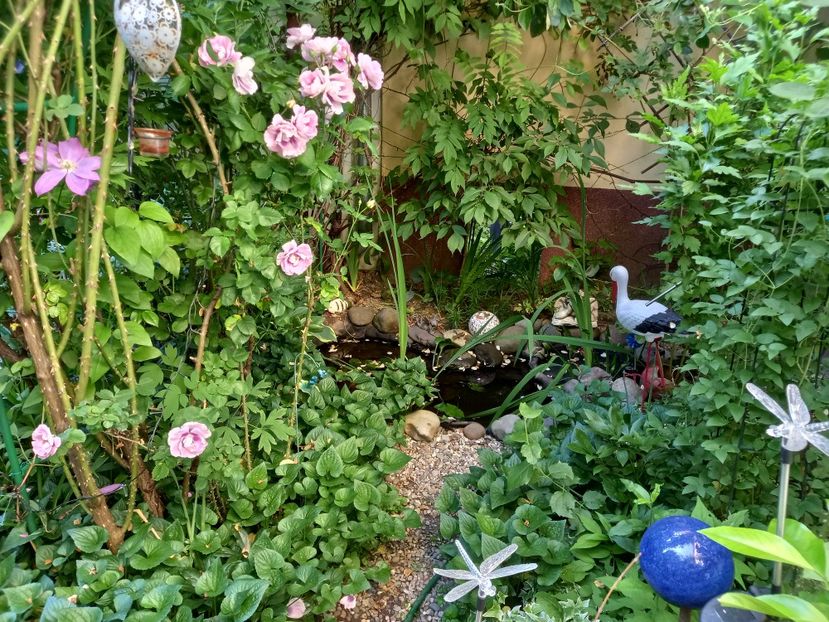  - Grădina 2021 continuare 2