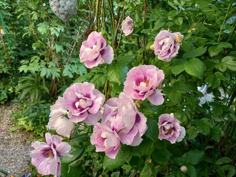  - Grădina 2021 continuare 2