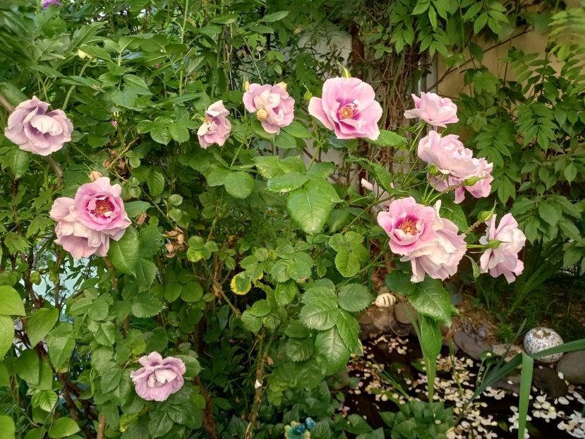  - Grădina 2021 continuare 2