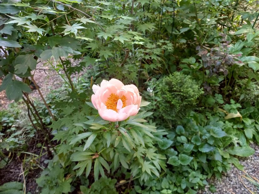  - Grădina 2021 continuare 2