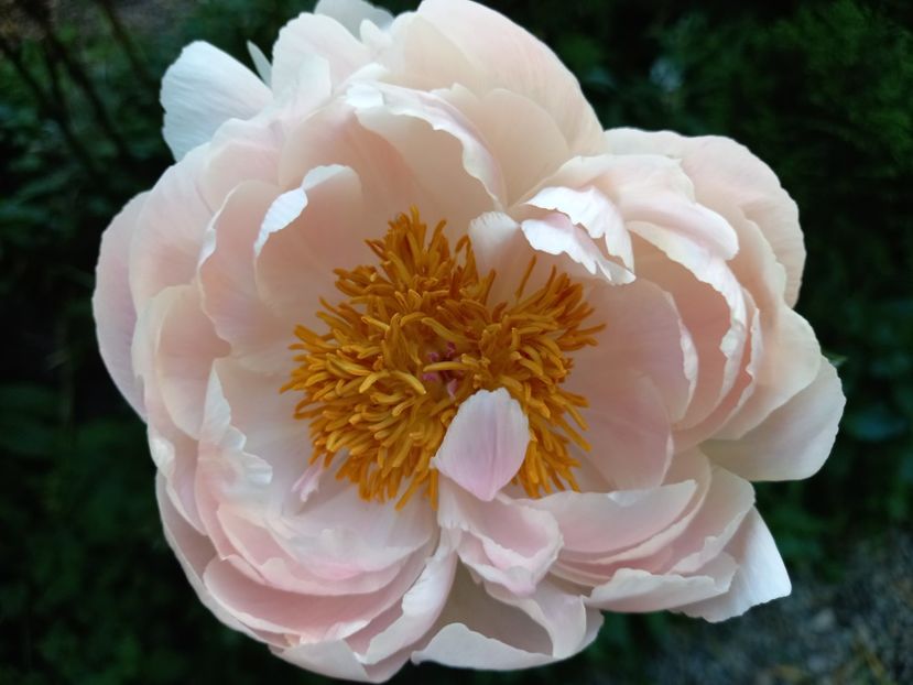  - Grădina 2021 continuare 2