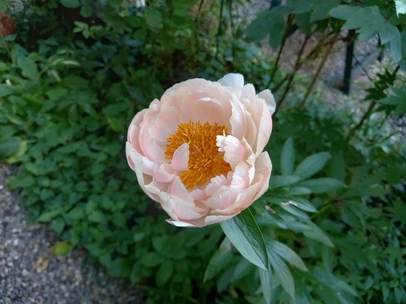  - Grădina 2021 continuare 2