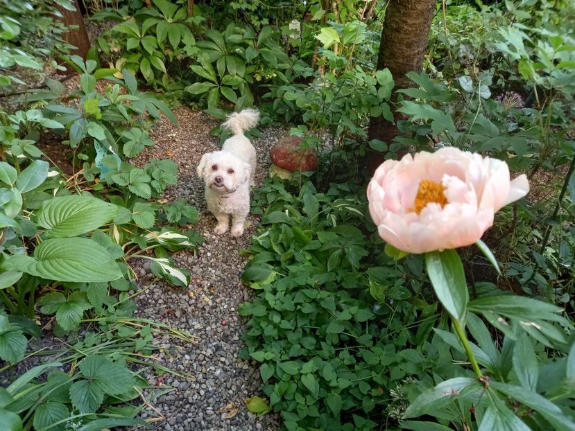  - Grădina 2021 continuare 2