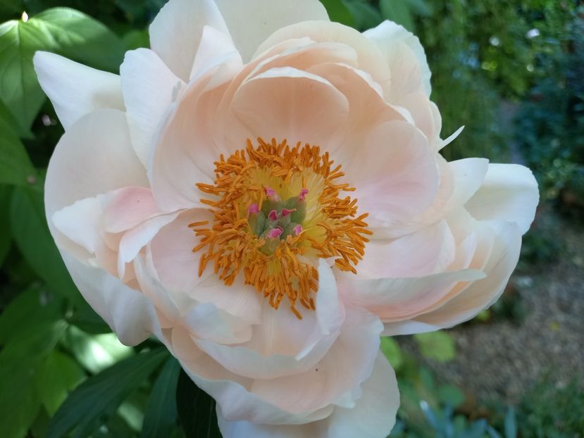  - Grădina 2021 continuare 2