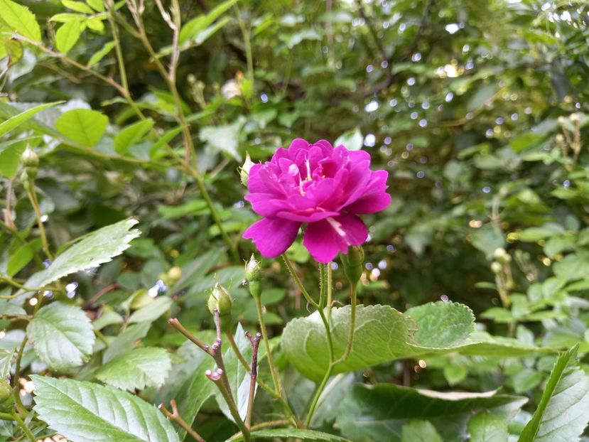  - Grădina 2021 continuare 2