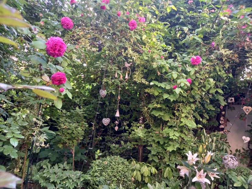  - Grădina 2021 continuare 2