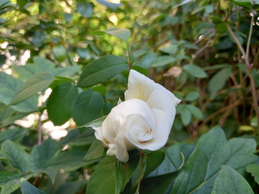  - Grădina 2021 continuare 2