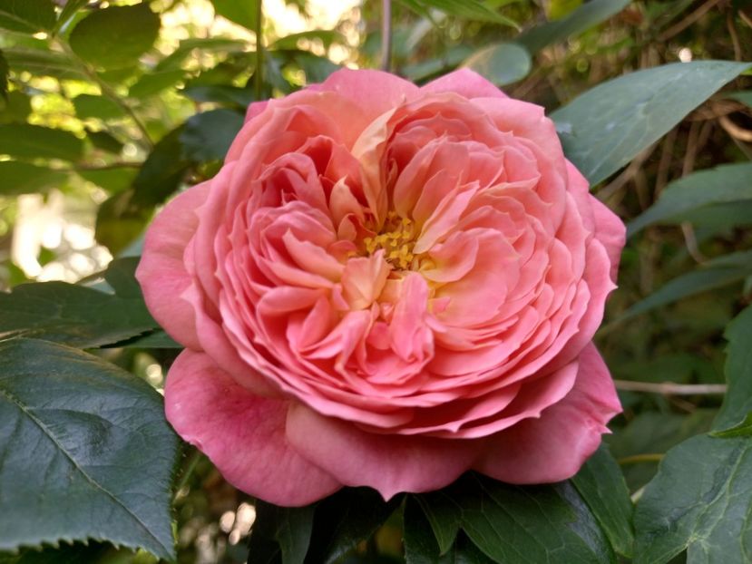  - Grădina 2021 continuare 2