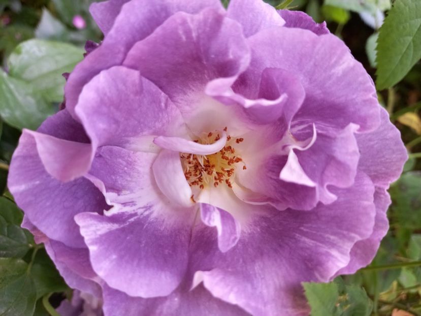  - Grădina 2021 continuare 2