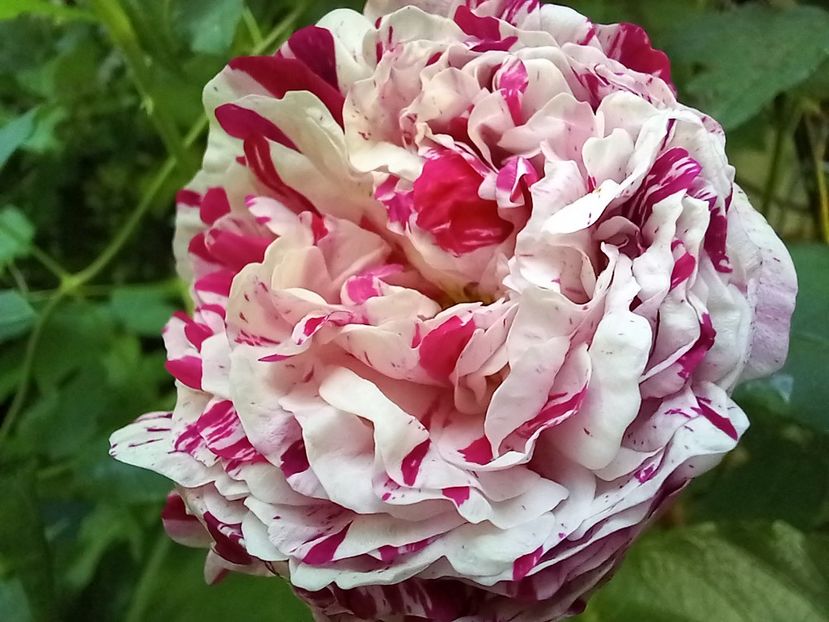  - Grădina 2021 continuare 2