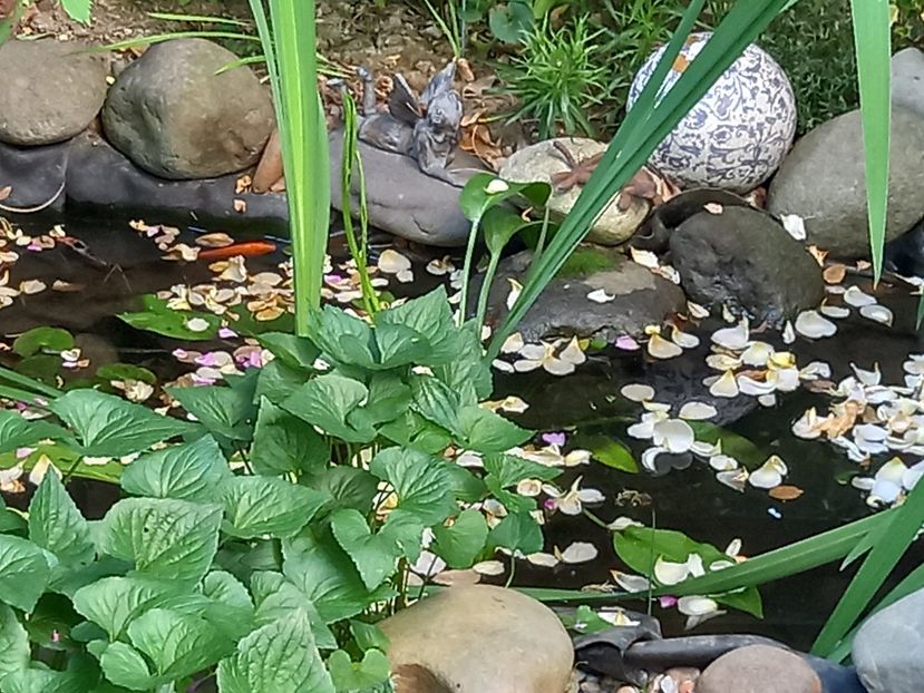  - Grădina 2021 continuare 2