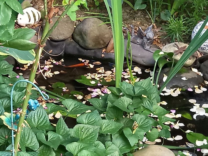  - Grădina 2021 continuare 2