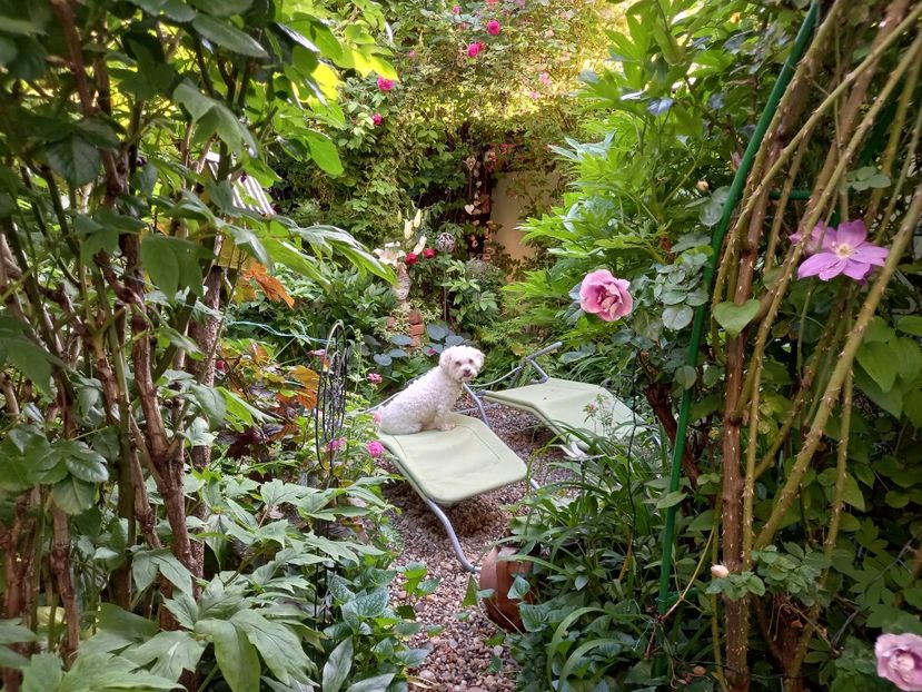  - Grădina 2021 continuare 2