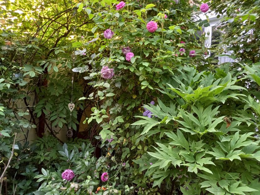  - Grădina 2021 continuare 2