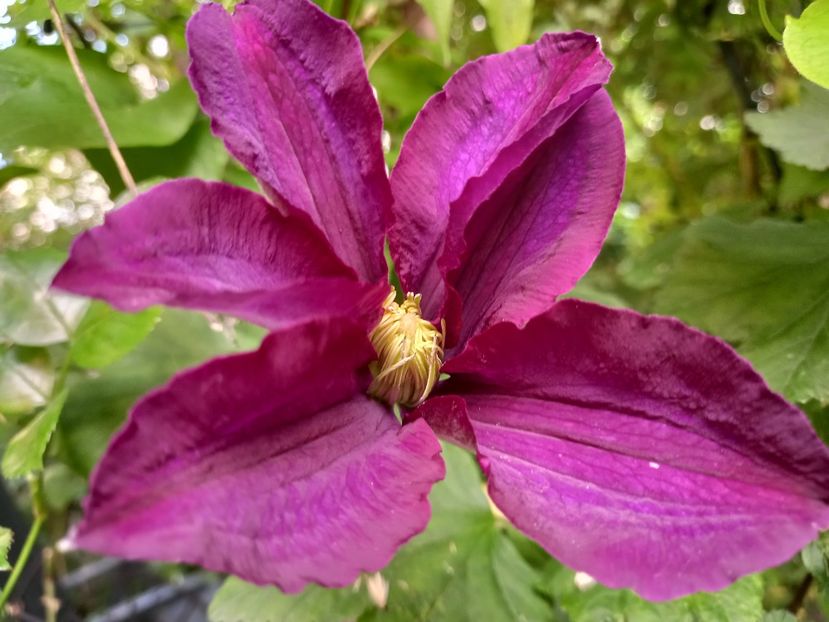  - Grădina 2021 continuare 2