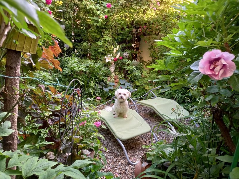  - Grădina 2021 continuare 2