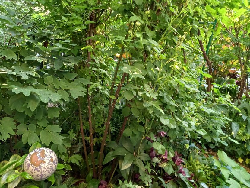  - Grădina 2021 continuare 2