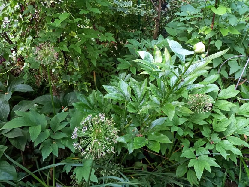  - Grădina 2021 continuare 2