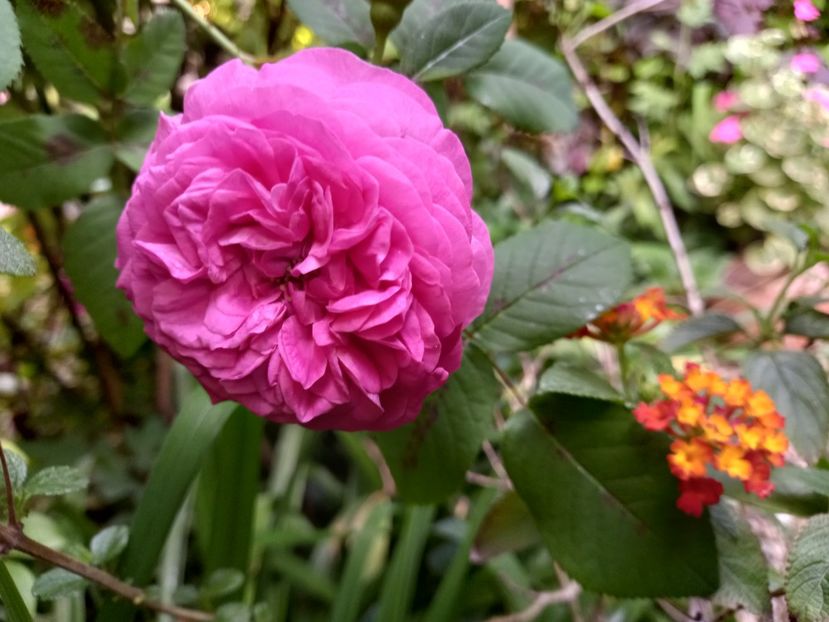  - Grădina 2021 continuare 2