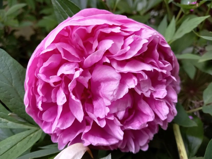  - Grădina 2021 continuare 2