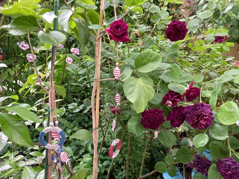  - Grădina 2021 continuare 2