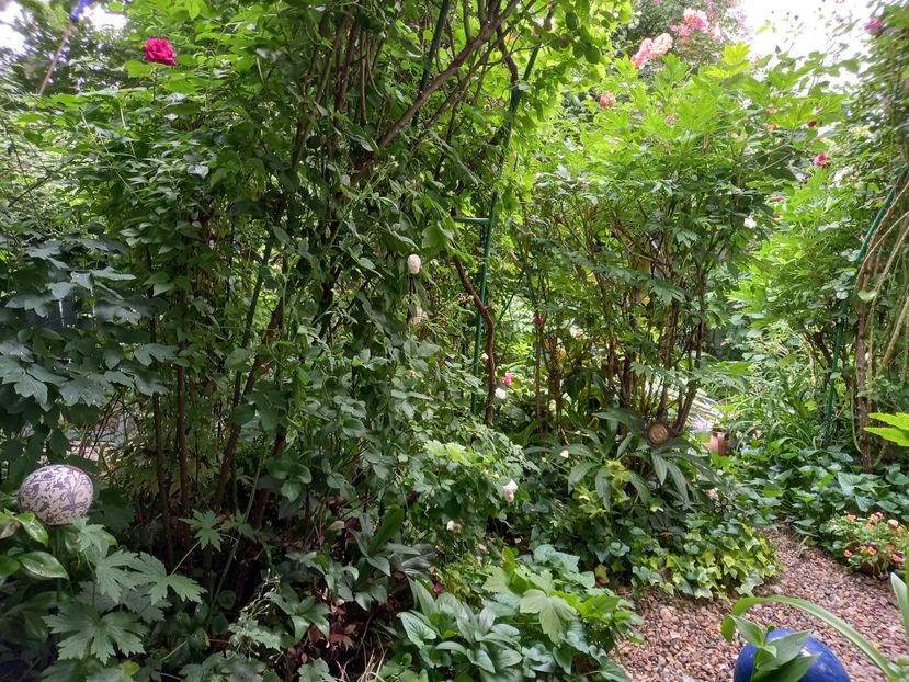  - Grădina 2021 continuare 2