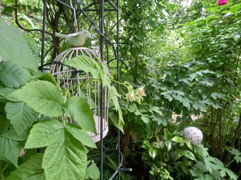  - Grădina 2021 continuare 2