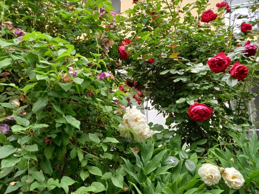  - Grădina 2021 continuare 2