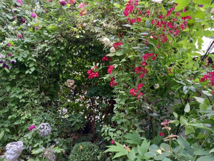  - Grădina 2021 continuare 2