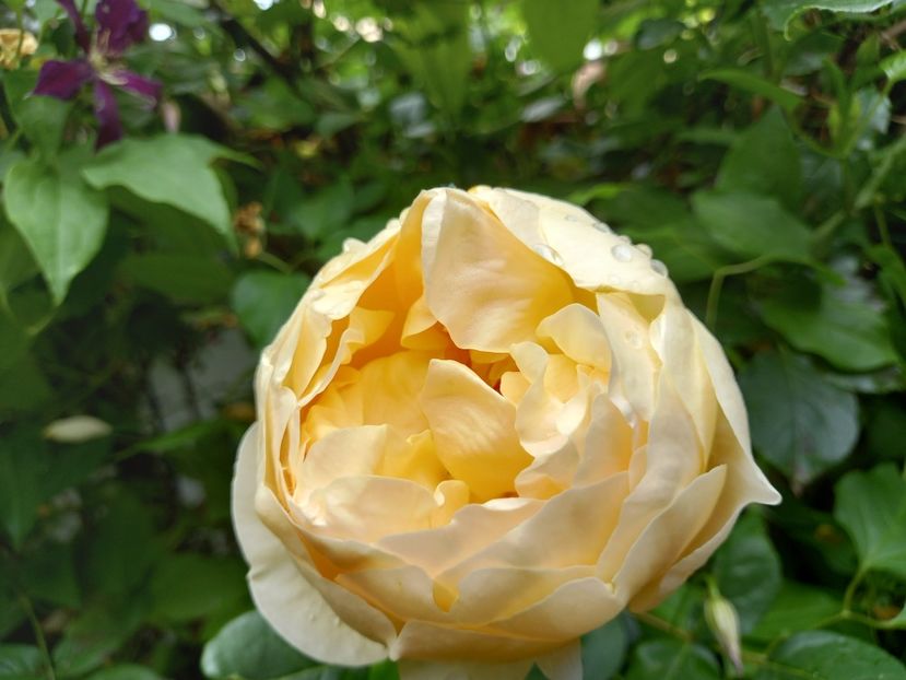  - Grădina 2021 continuare 2