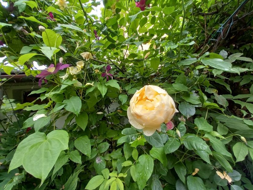  - Grădina 2021 continuare 2